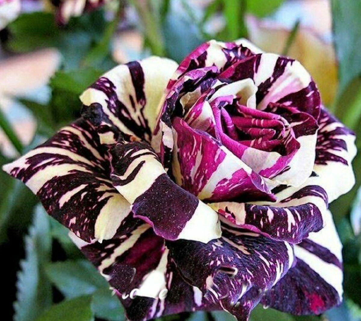 Black Dragon Rose - Garden Plant Flower - Viable Seeds 20pcs