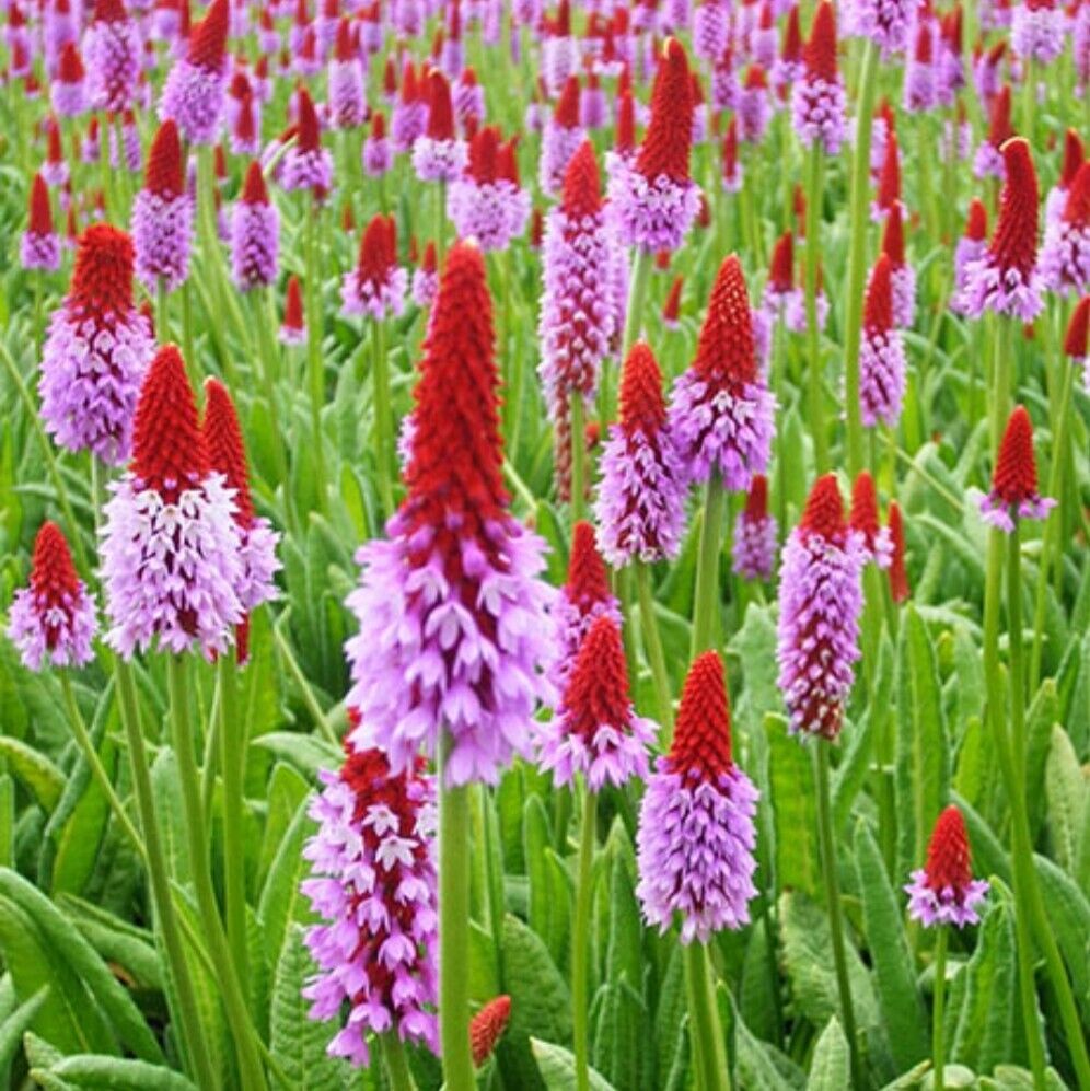 Primula vialii plug plants red hot poker flowers hardy perennial, Pack of 3