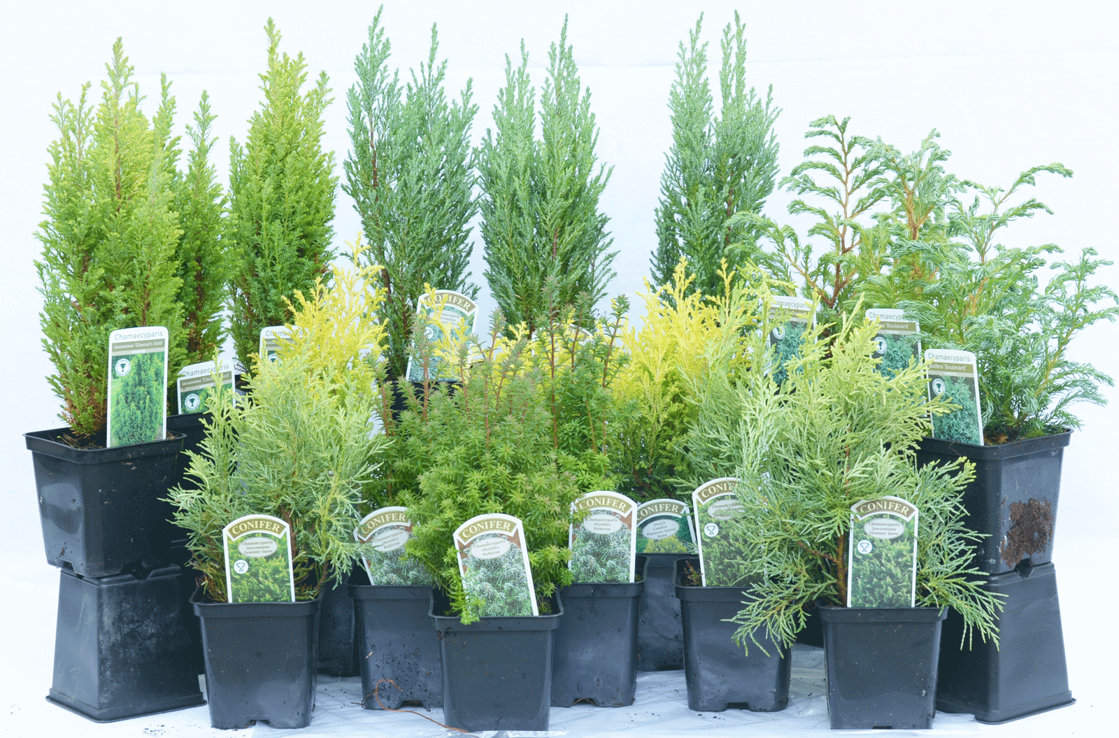 4 Picea glauca var.albertiana Conica Dwarf Conifer