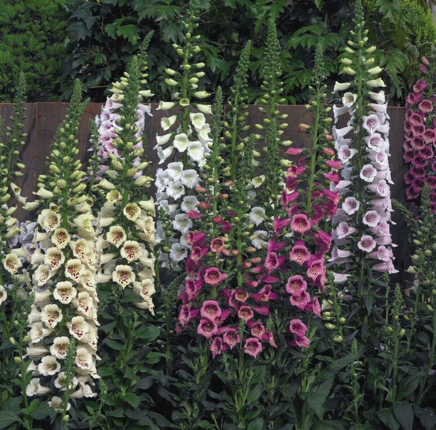 Digitalis mini plug plants foxglove mixed flowers garden perennial, pack of 10