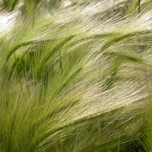 Squirrels Tail, Hordeum Jubatum, Ornamental Grass, Plug Plant Peat Free Compost