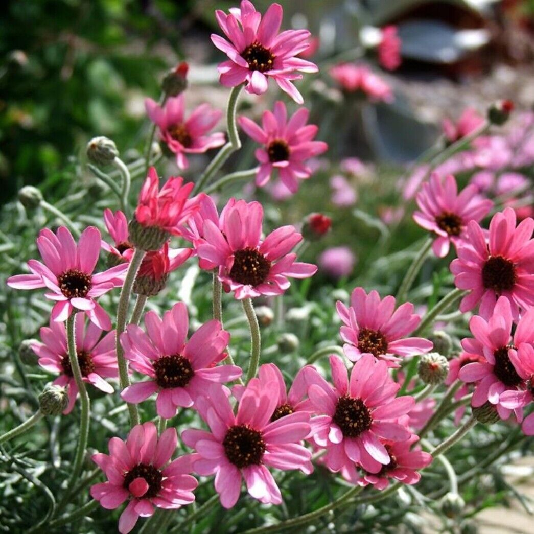 Rhodanthemum plug plants garden pink flowers daisy perennial shrub, pack of 3