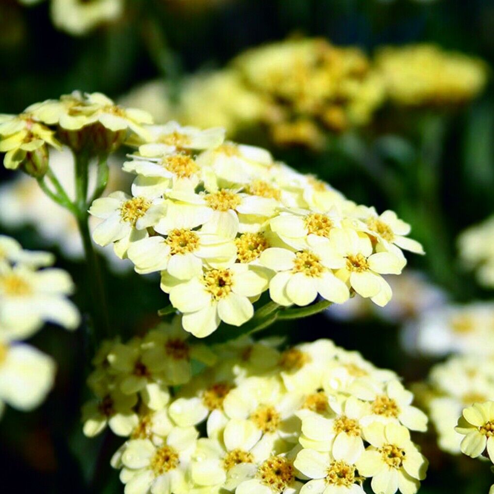 Achillea plug plants garden yellow flowers hardy perennial yarrow, pack of 3