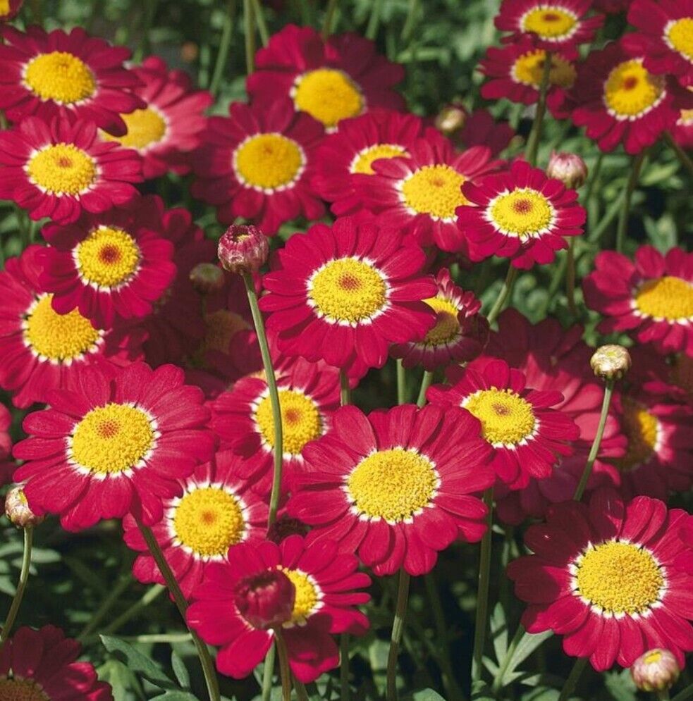 Argyranthemum red plug plants marguerite daisy flowers pot patio bed, pack of 3