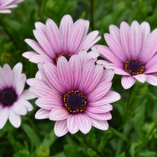 Osteospermum plug plants sennen sunrise daisy flowers perennial hardy, pack of 3