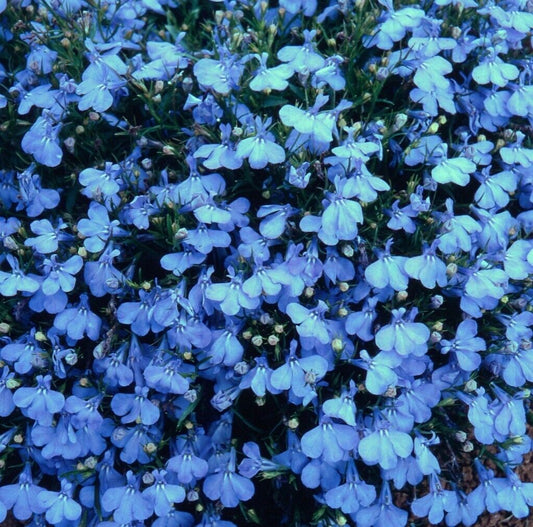 Lobelia mini plug plants cambridge blue flowers pot basket patio, pack of 12