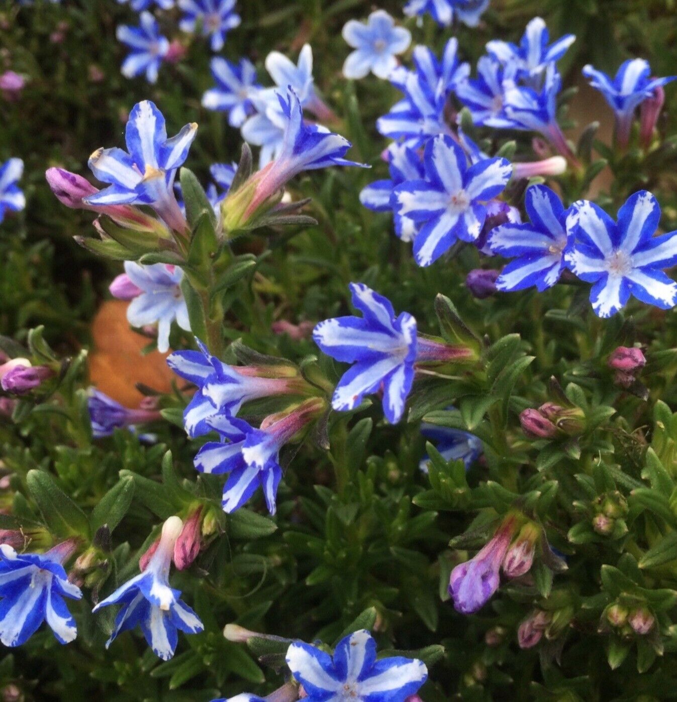 Lithodora plug plants alpine white blue star flowers evergreen hardy, pack of 3