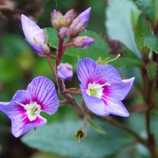 Parahebe plug plants garden blue flowers evergreen perennial trailing, pack of 3