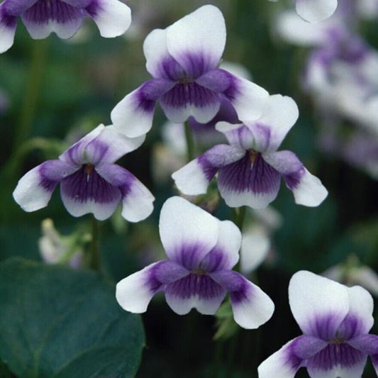 Viola hederacea plug plants garden evergreen flowers trailing pansy, pack of 3