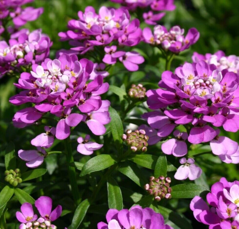 Iberis plug plants evergreen amethyst pink flowers candytuft perennial pack of 3