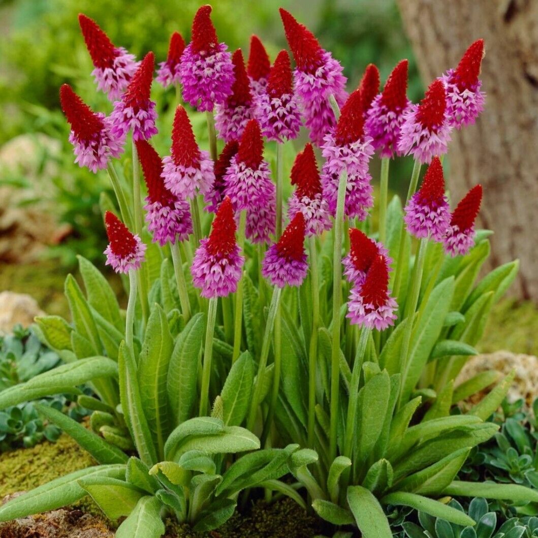 Primula vialii plug plants red hot poker flowers hardy perennial, Pack of 3