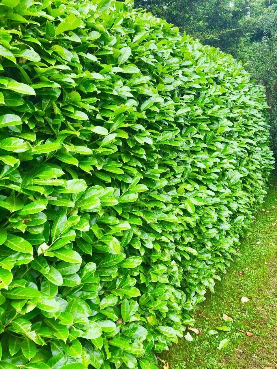 (1.5-2ft) tall Cherry Laurel Hedging