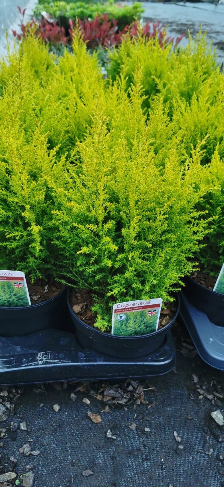 1 x Wilma Goldcrest Dwarf Conifer Lemon Scented 2ltr