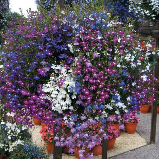 Lobelia mini plug plants string of pearls mixed flowers basket patio, pack of 12