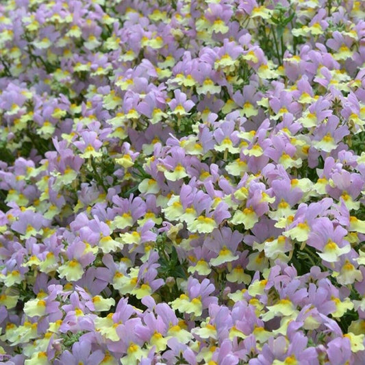 Nemesia plug plants garden pink lemonade scented flowers pot patio, pack of 3