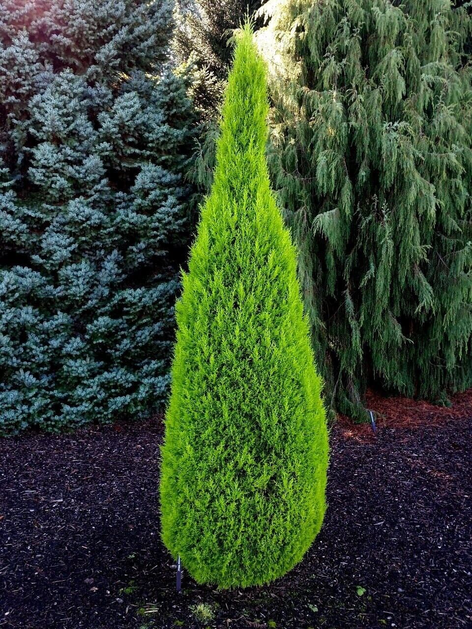 1 x Wilma Goldcrest Dwarf Conifer Lemon Scented 2ltr