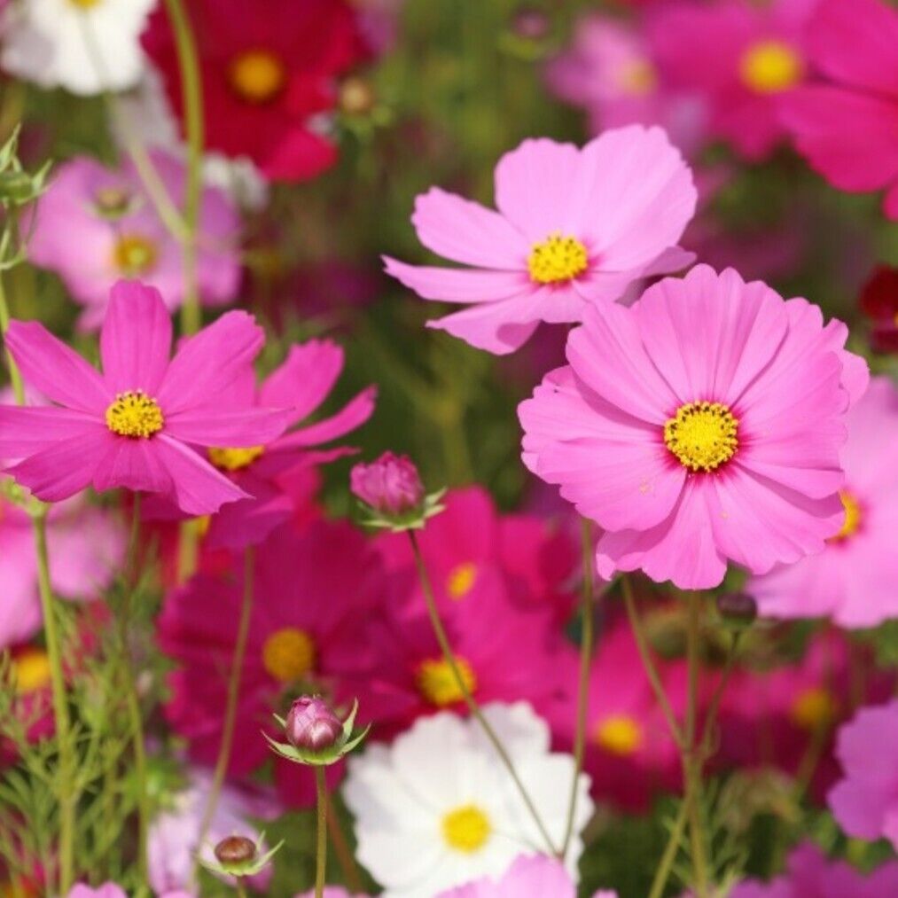 Cosmos mini plug plants mixed large flowers garden mexican aster, pack of 10