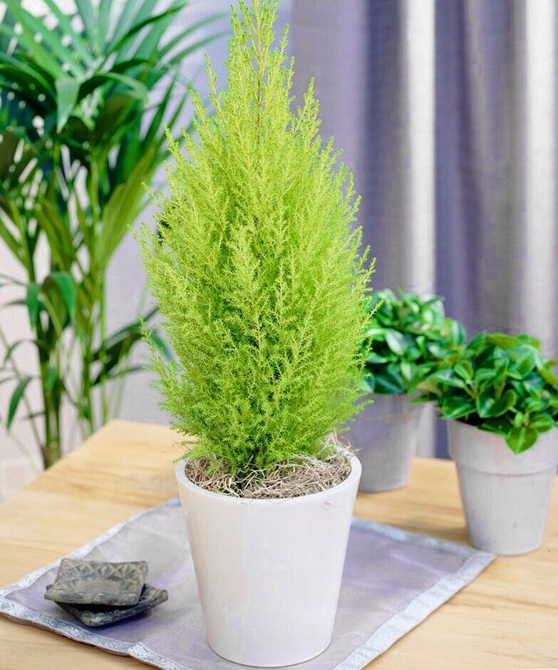 1 x Wilma Goldcrest Dwarf Conifer Lemon Scented 2ltr