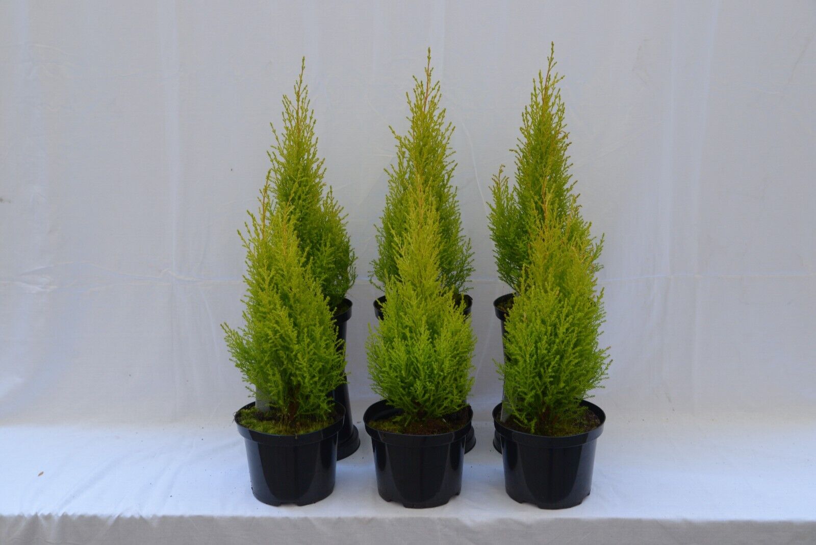 1 x Wilma Goldcrest Dwarf Conifer Lemon Scented 2ltr