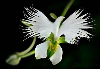 WHITE EGRET ORCHID 10 FLOWER Habenaria Radiata Viable Seeds