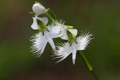 WHITE EGRET ORCHID 10 FLOWER Habenaria Radiata Viable Seeds