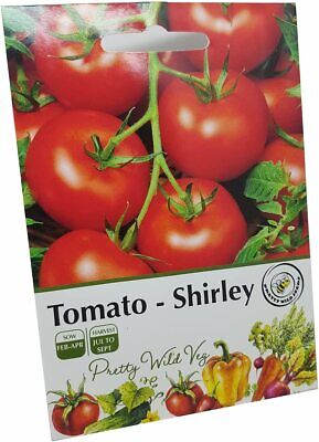 TOMATO -BURLESQUE - 15 SEEDS (BLIGHT RESISTANT)