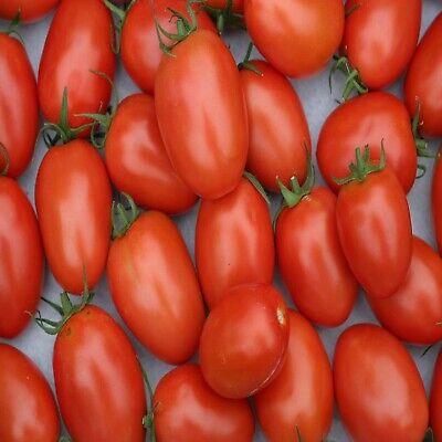 TOMATO -BURLESQUE - 15 SEEDS (BLIGHT RESISTANT)