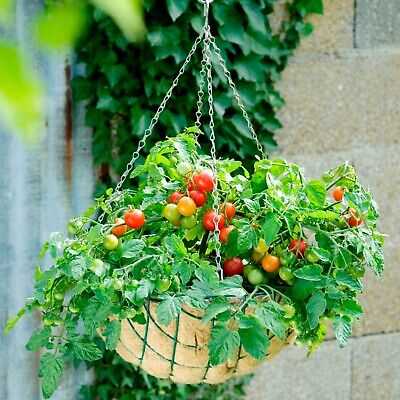 Suttons Cherry Tomato Seeds F1 Tumbling Bella Terenzo Blight Tolerant 10 Seeds