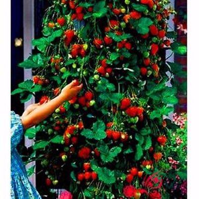 Red Climbing Strawberry Viable Seeds, Garden Pot Creeping Plant, Seeds