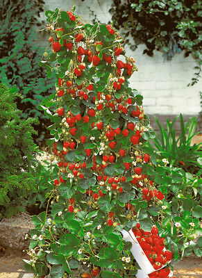 Red Climbing Strawberry Viable Seeds, Garden Pot Creeping Plant, Seeds