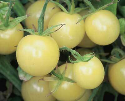 15 Snow White Cherry Tomato Seeds