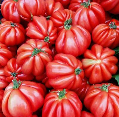 Tomato Costoluto Fiorentino 'BEEF TOMATO 30 Seeds