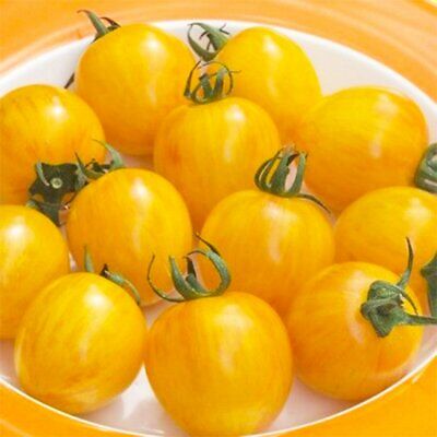 25 Honeybee Cherry Tomato Seeds