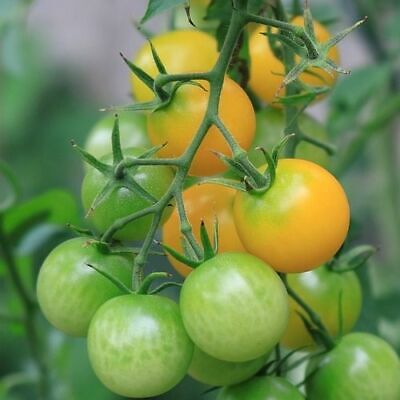 25 Honeybee Cherry Tomato Seeds