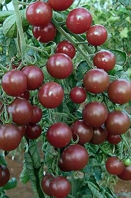 TOMATO BLACK OPAL 20 FINEST SEEDS