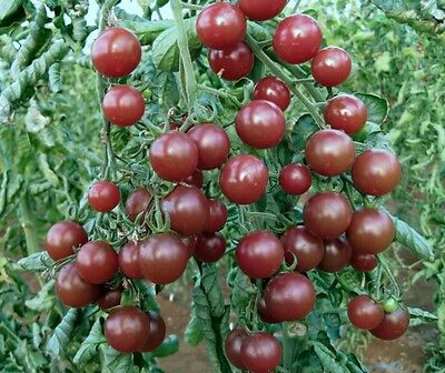 TOMATO BLACK OPAL 20 FINEST SEEDS