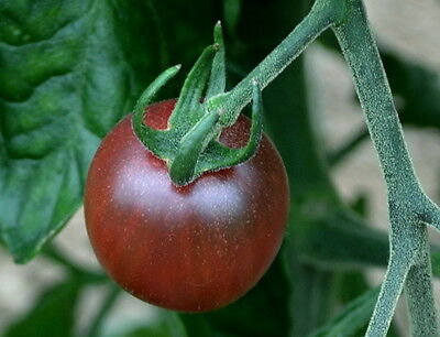 TOMATO BLACK OPAL 20 FINEST SEEDS