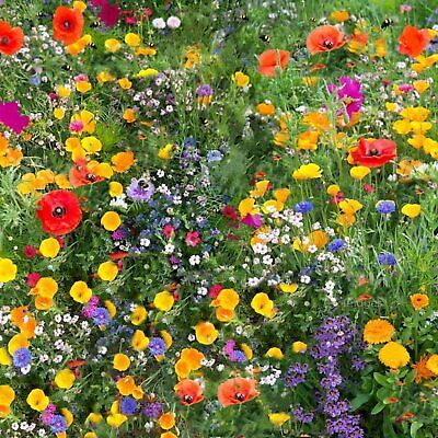 Wild Flower 50g seeds throw grow Meadow Scented Bee Butterfly Garden