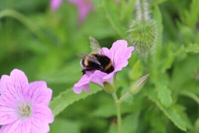 Wild Flower 50g seeds throw grow Meadow Scented Bee Butterfly Garden