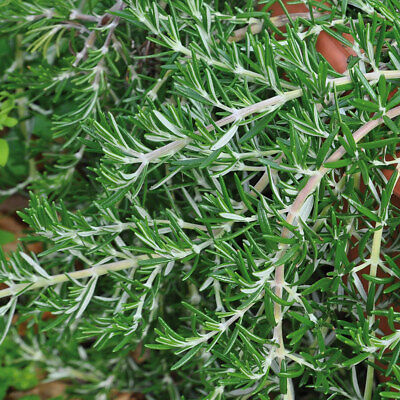 Rosemary 'Riviera' Medium Plug Plants x 4. Unique hanging cooking herb.