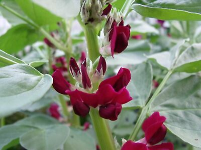 CRIMSON FLOWERED BROAD BEAN UNIQUE FLOWERS DELICIOUS BEANS HEAVY YIELDS 50 SEEDS