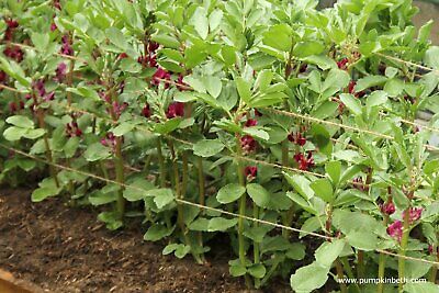 CRIMSON FLOWERED BROAD BEAN UNIQUE FLOWERS DELICIOUS BEANS HEAVY YIELDS 50 SEEDS