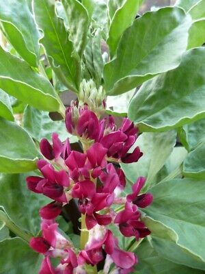 CRIMSON FLOWERED BROAD BEAN UNIQUE FLOWERS DELICIOUS BEANS HEAVY YIELDS 50 SEEDS