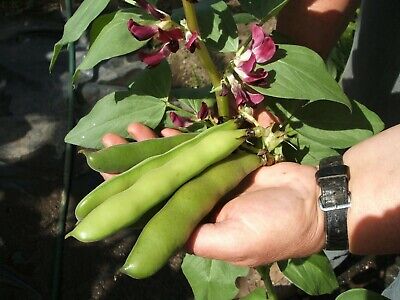 CRIMSON FLOWERED BROAD BEAN UNIQUE FLOWERS DELICIOUS BEANS HEAVY YIELDS 50 SEEDS