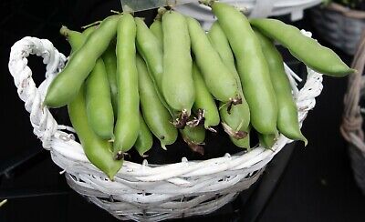 CRIMSON FLOWERED BROAD BEAN UNIQUE FLOWERS DELICIOUS BEANS HEAVY YIELDS 50 SEEDS