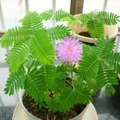 50 Seeds of Mimosa Pudica -Sensitive Plant -Touch Me Not -Unique Purple Flower