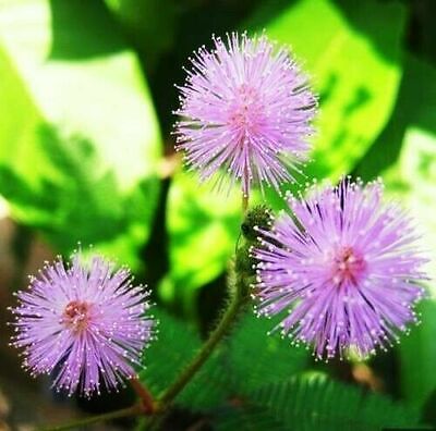 50 Seeds of Mimosa Pudica -Sensitive Plant -Touch Me Not -Unique Purple Flower