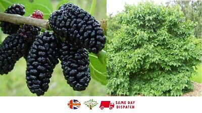 Black Mulberry (Morus Nigra) | 100 Seeds | Wine, Jam & Gin