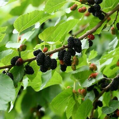 Black Mulberry (Morus Nigra) | 100 Seeds | Wine, Jam & Gin