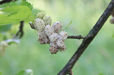 White Mulberry 20 Seeds (Morus Alba)